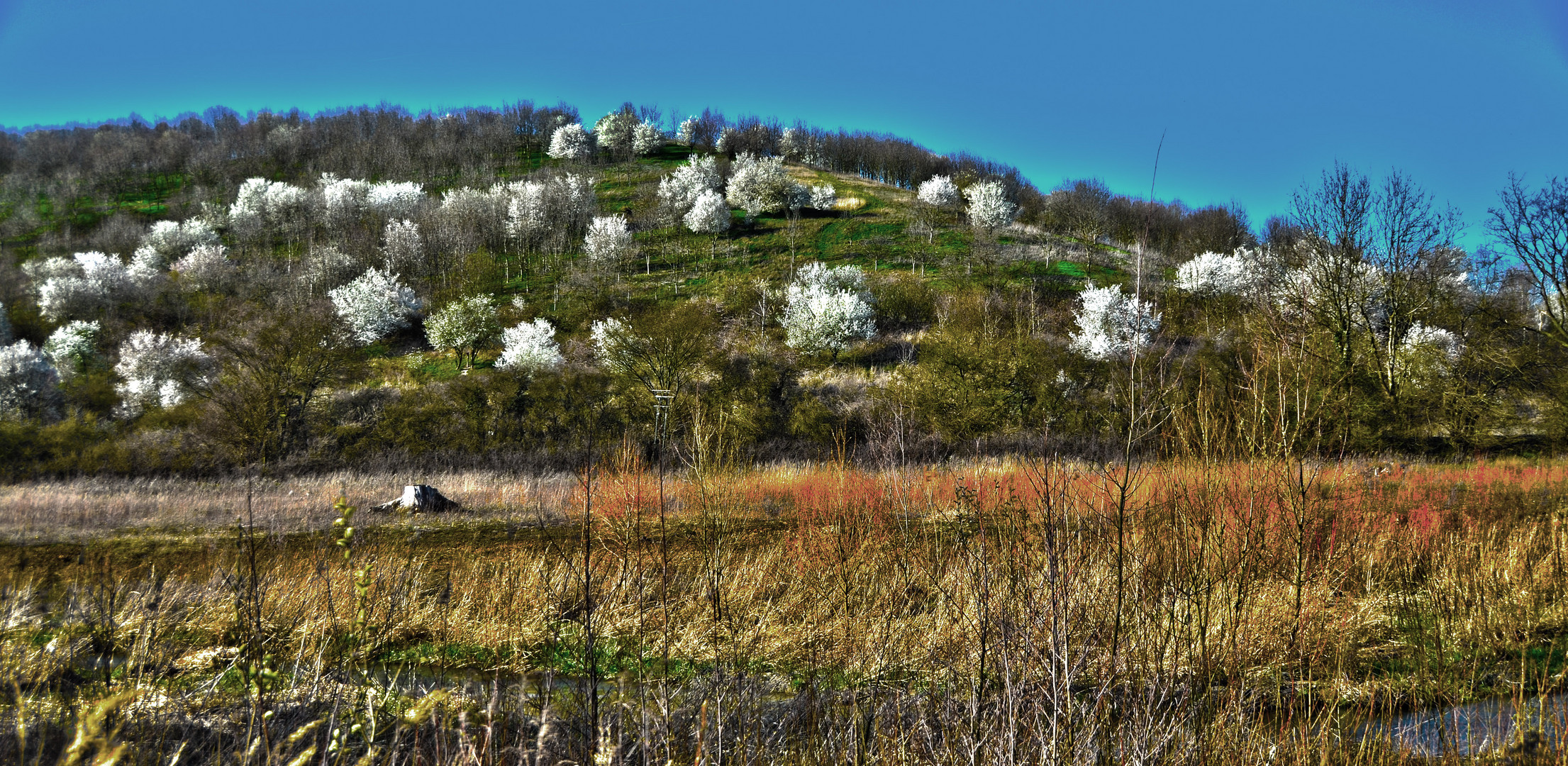 Frühlingserwachen  auf der Halde