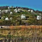 Frühlingserwachen  auf der Halde