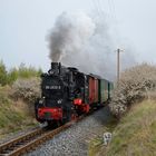 Frühlingserwachen auf der Insel Rügen