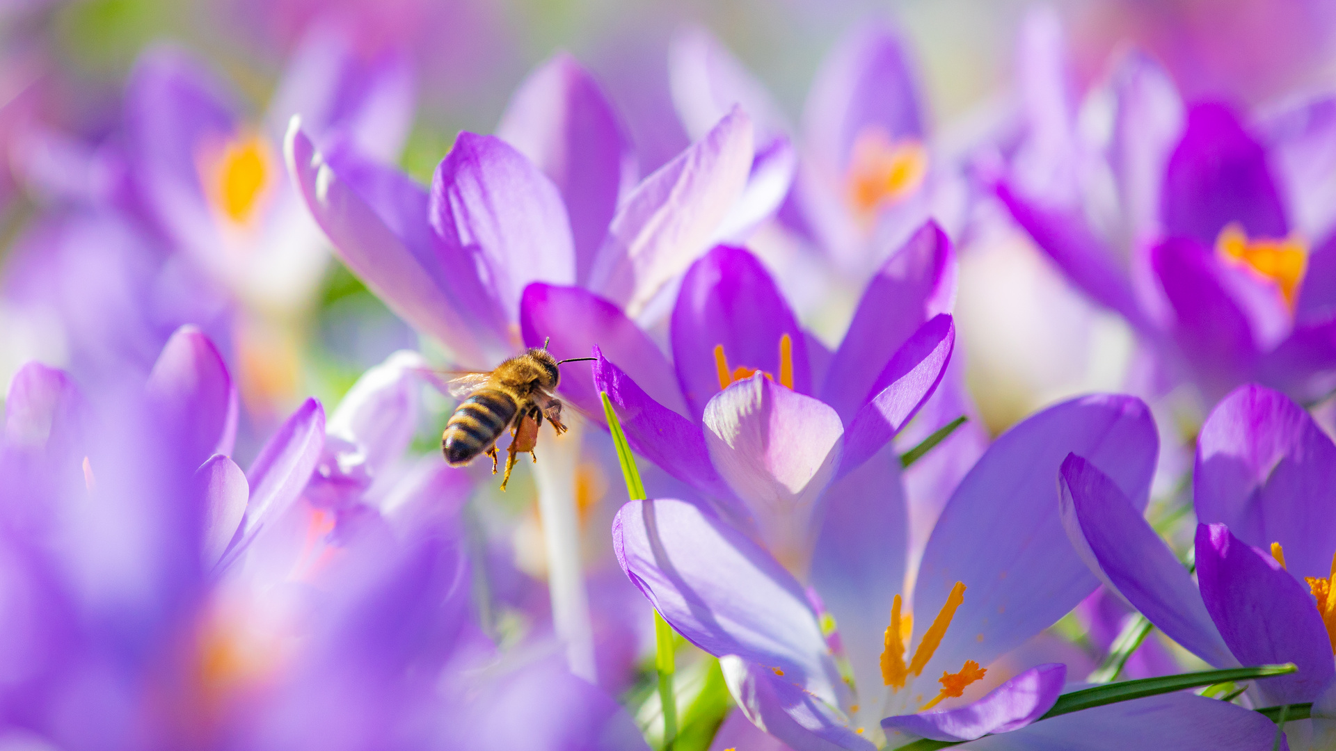 Frühlingserwachen auf der Krokuswiese