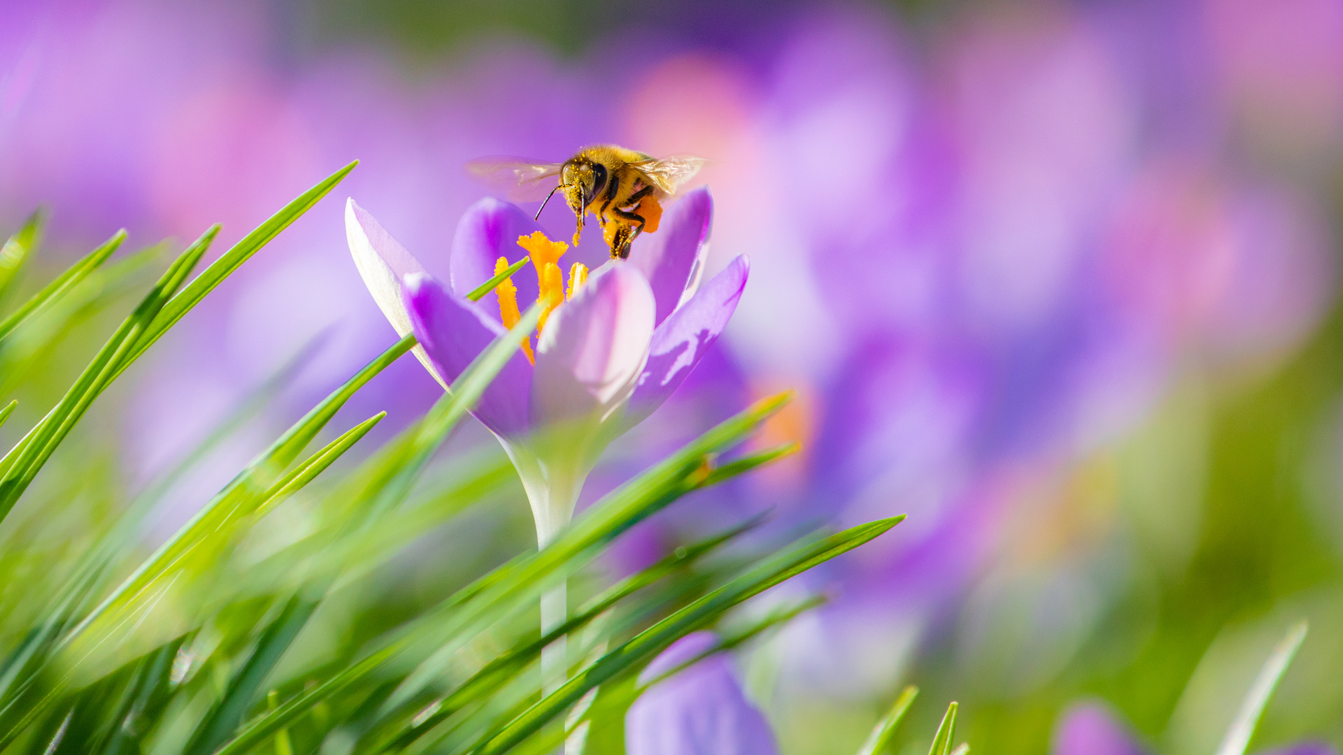 Frühlingserwachen auf der Krokuswiese  No. 2