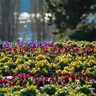 Frühlingserwachen auf der Mainau, Mainau im Februar 2014