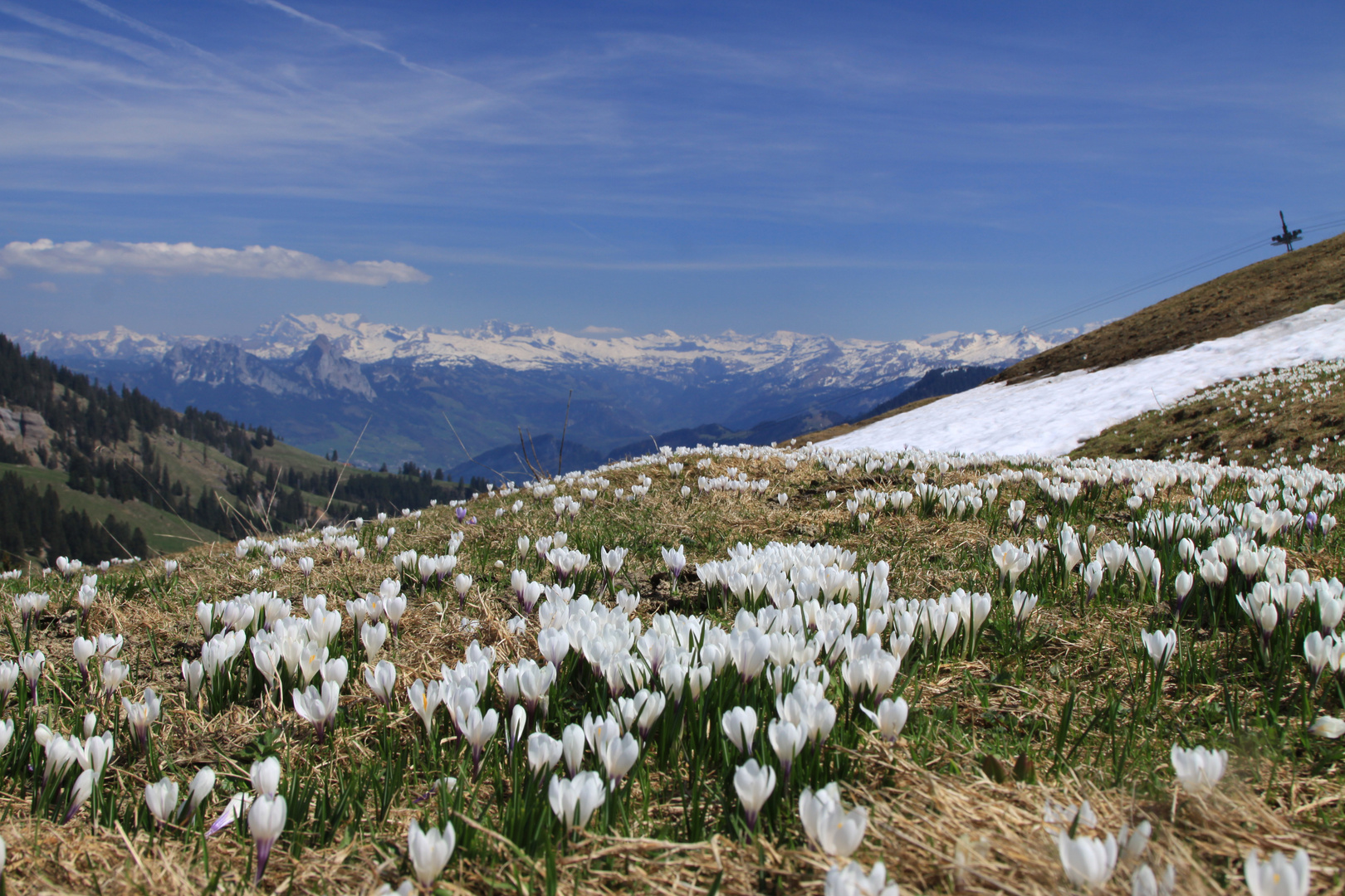 Frühlingserwachen auf der Rigi, der Königin der Berge