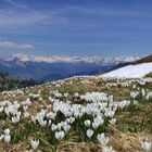 Frühlingserwachen auf der Rigi, der Königin der Berge