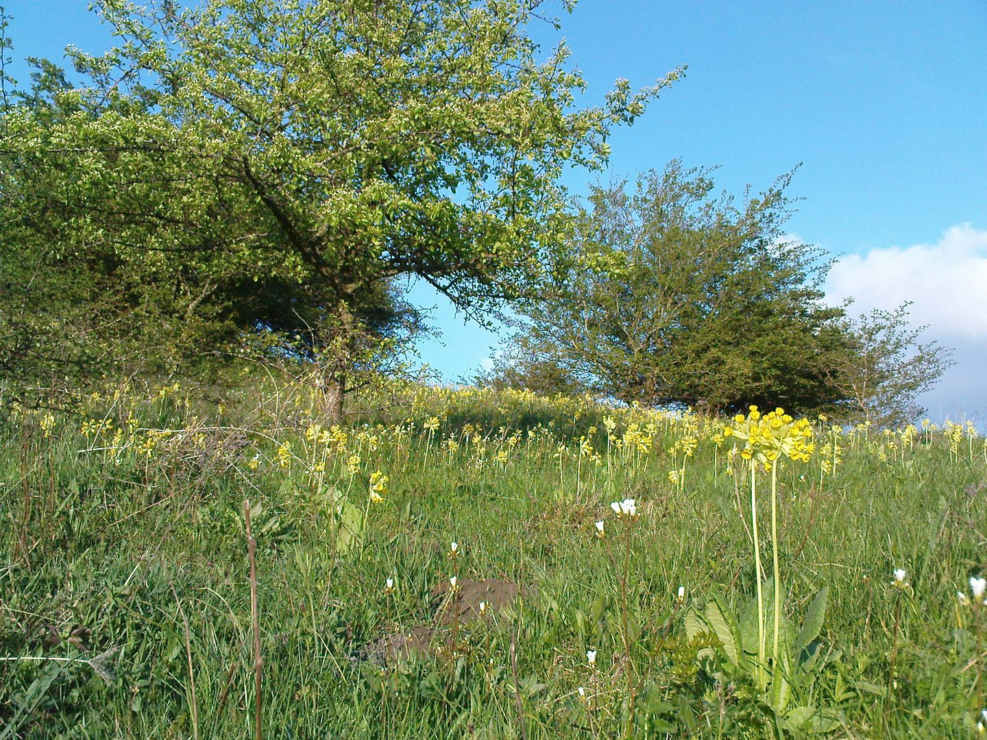 Frühlingserwachen auf Rügen