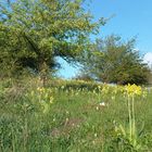 Frühlingserwachen auf Rügen