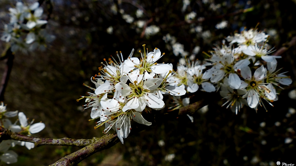 Frühlingserwachen