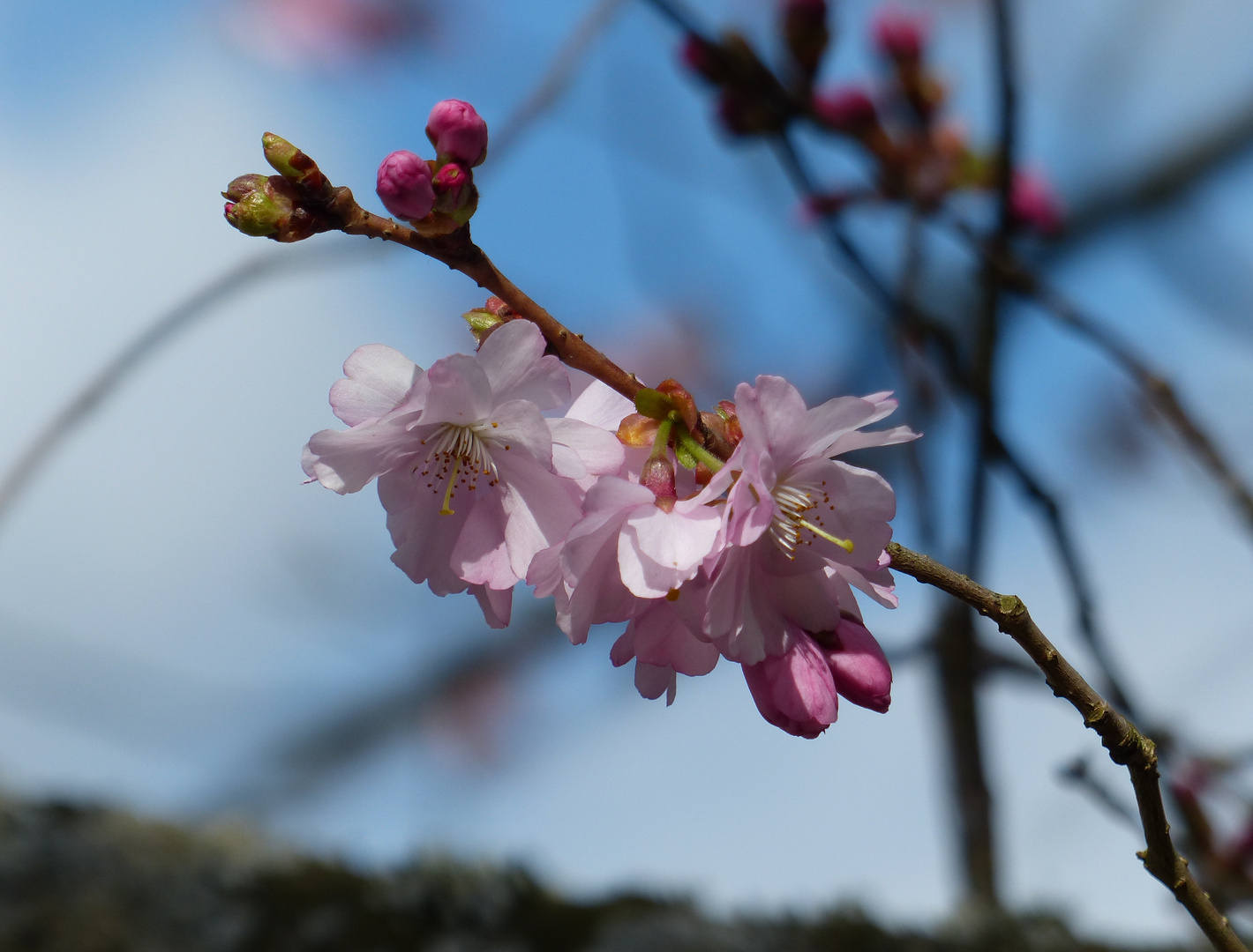 Frühlingserwachen