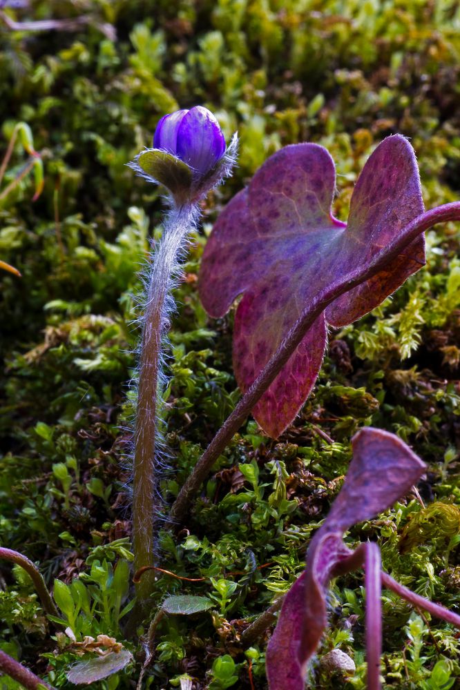 Frühlingserwachen von Heiling Josef 