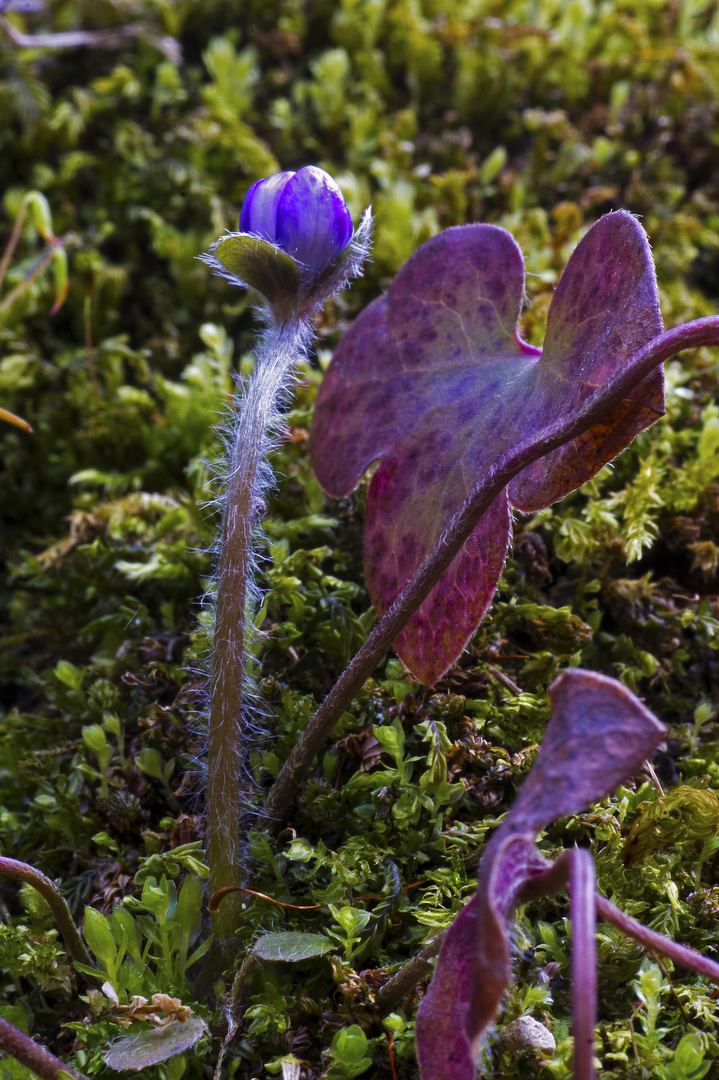 Frühlingserwachen