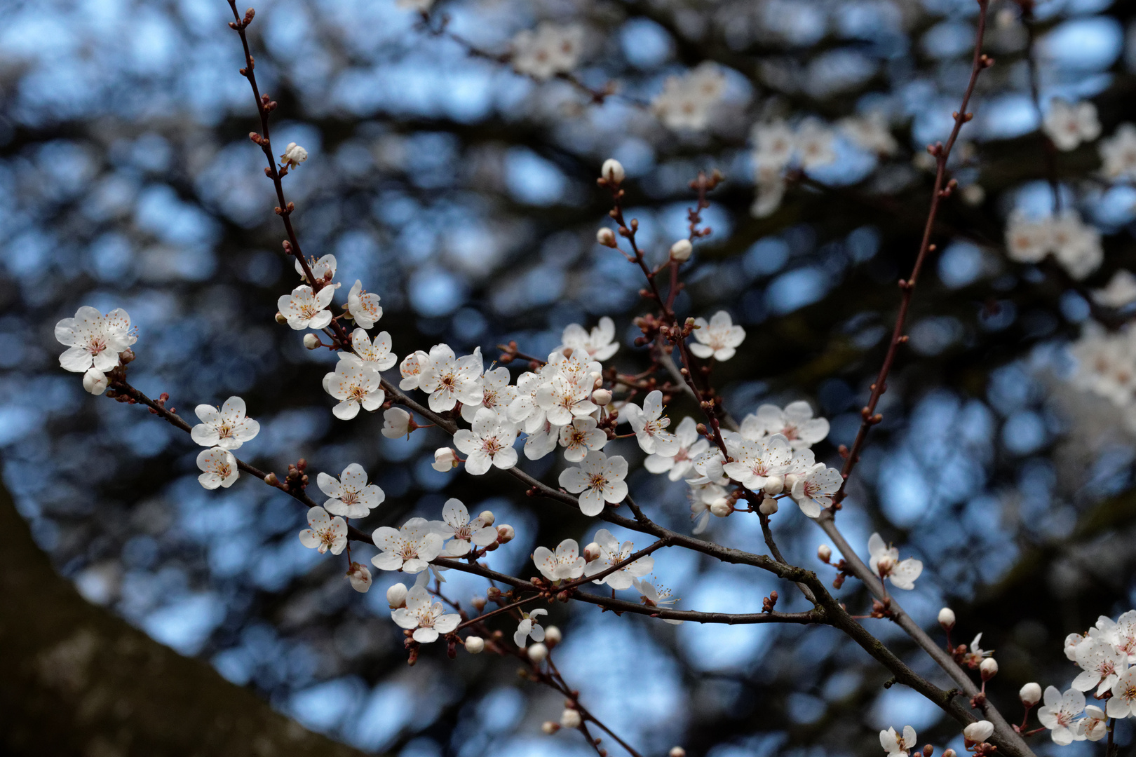 Frühlingserwachen