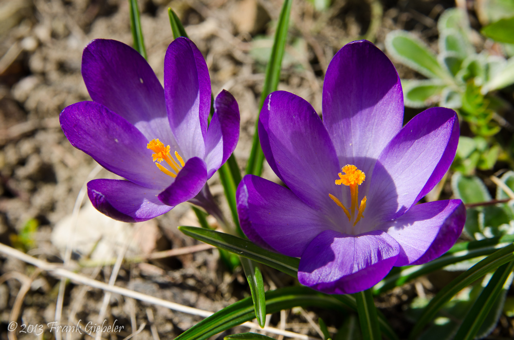 Frühlingserwachen