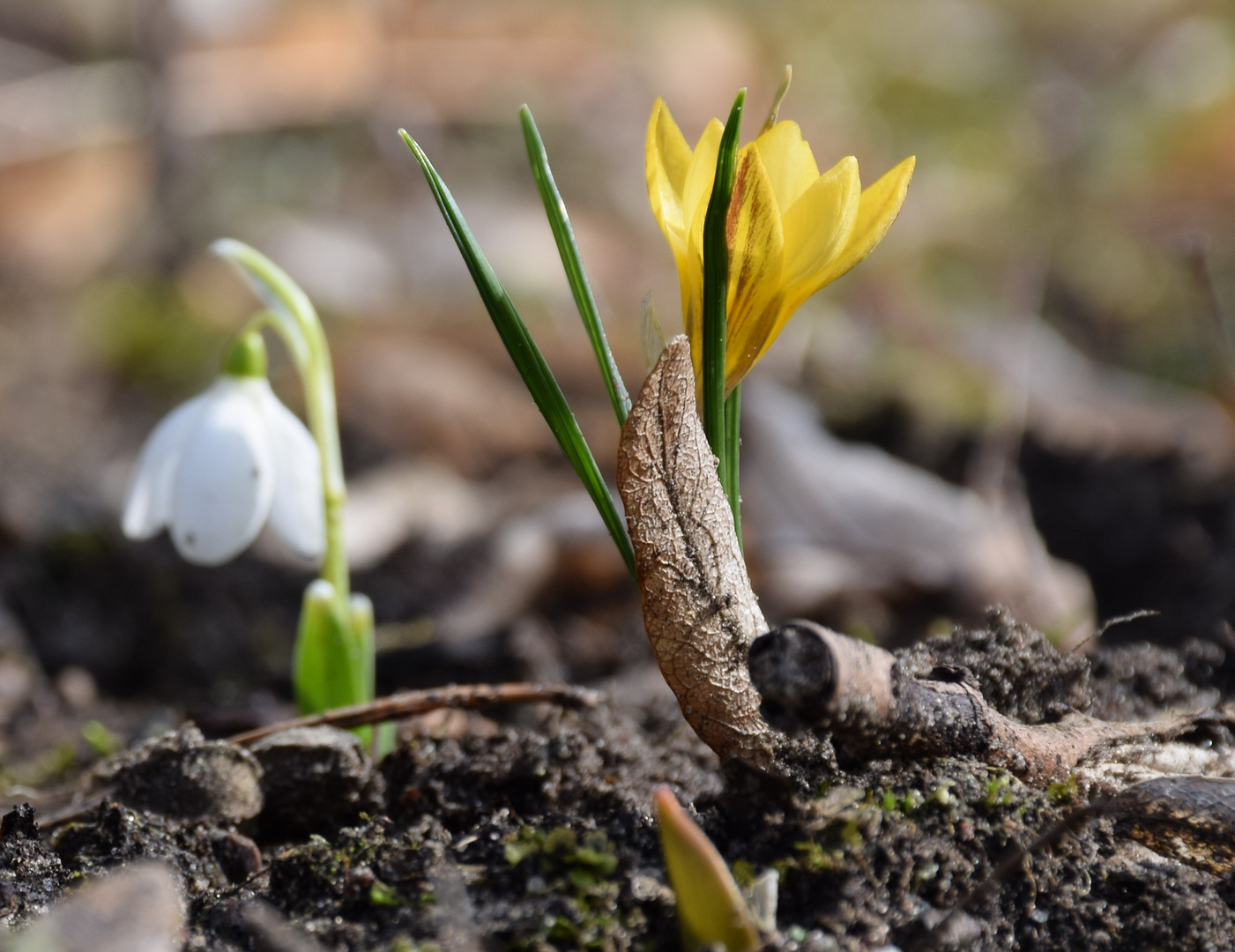 Frühlingserwachen