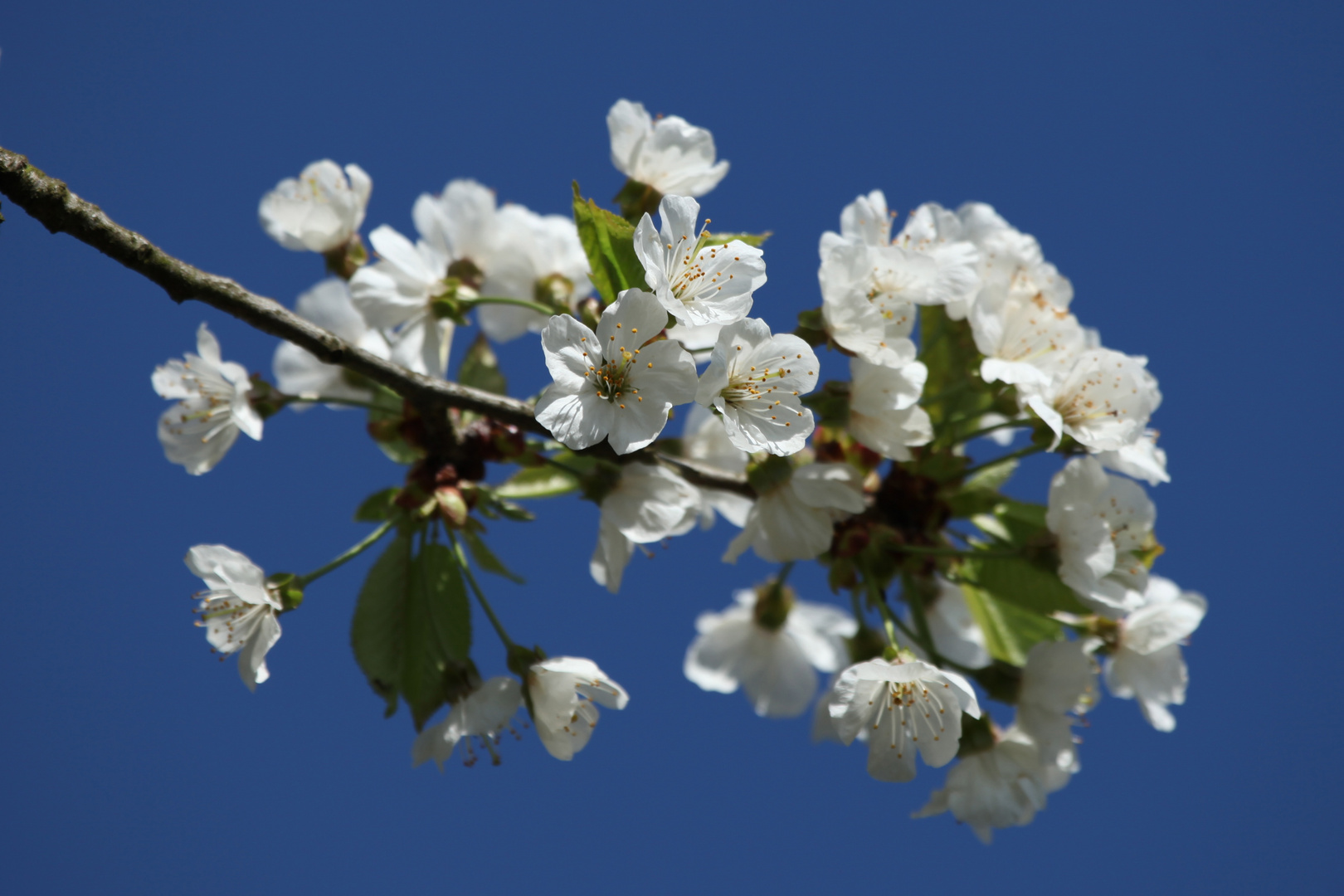 Frühlingserwachen