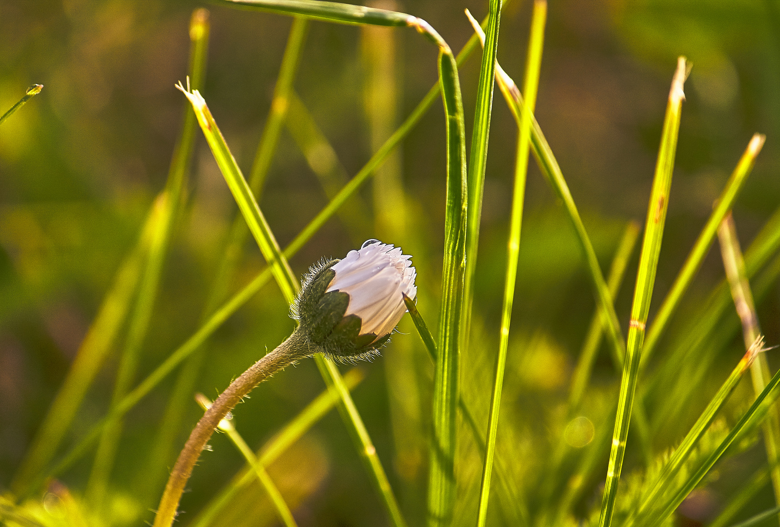 Frühlingserwachen