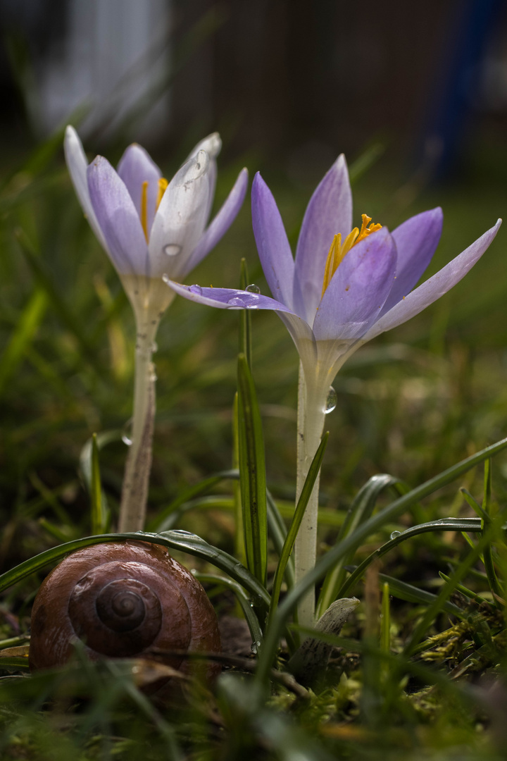 Frühlingserwachen