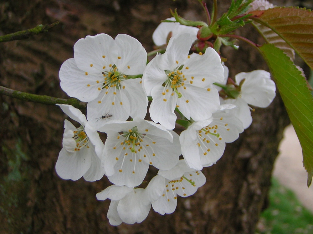 Frühlingserwachen