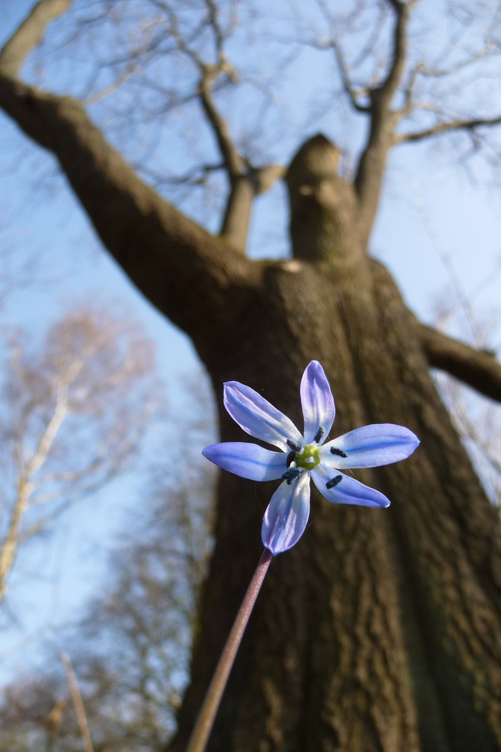 Frühlingserwachen