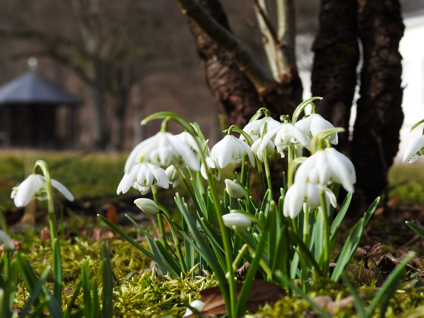 Frühlingserwachen