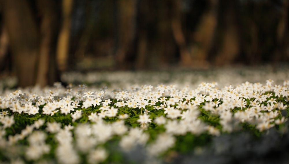 Frühlingserwachen