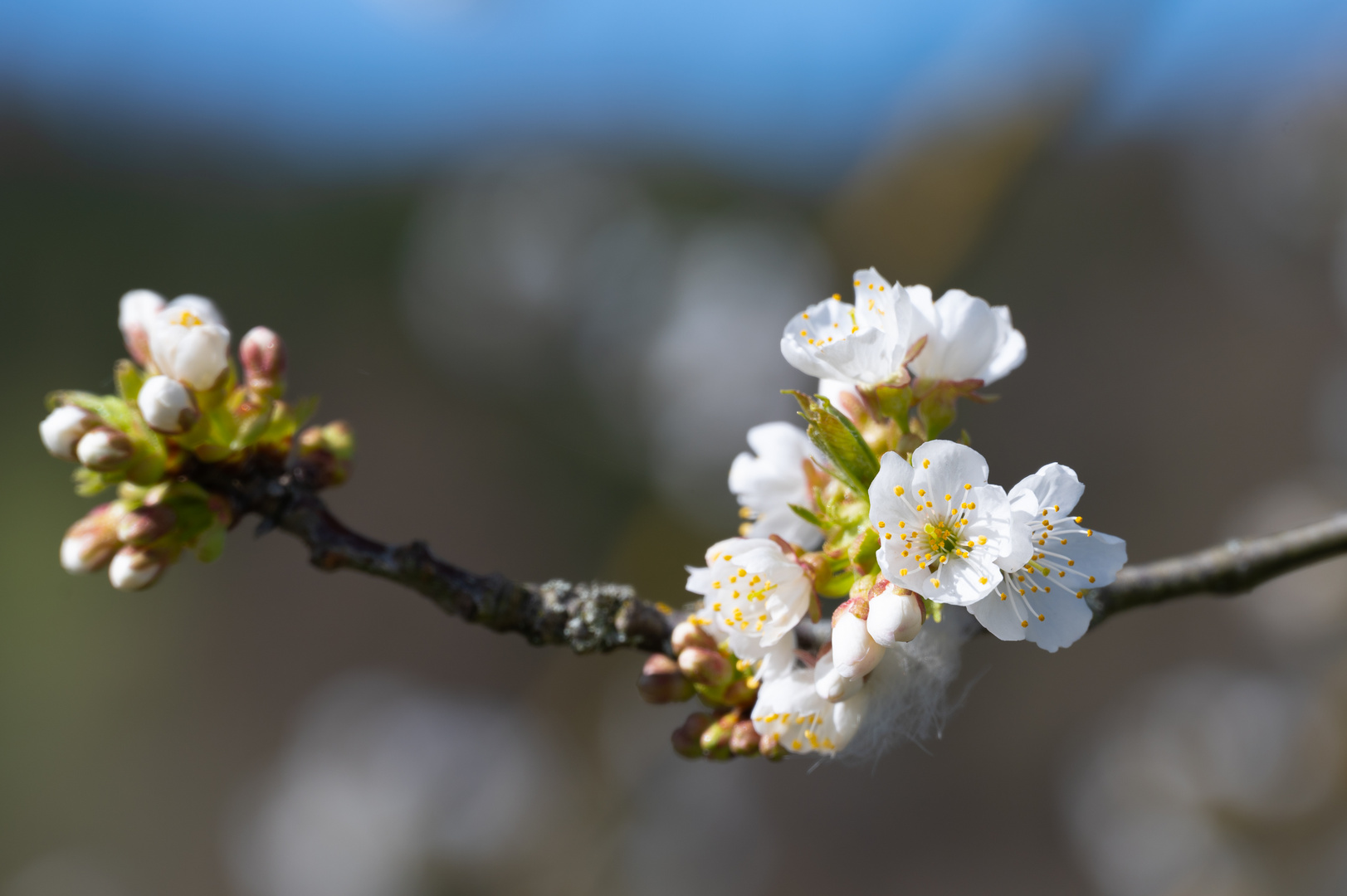 Frühlingserwachen