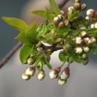 Frühlingserwachen