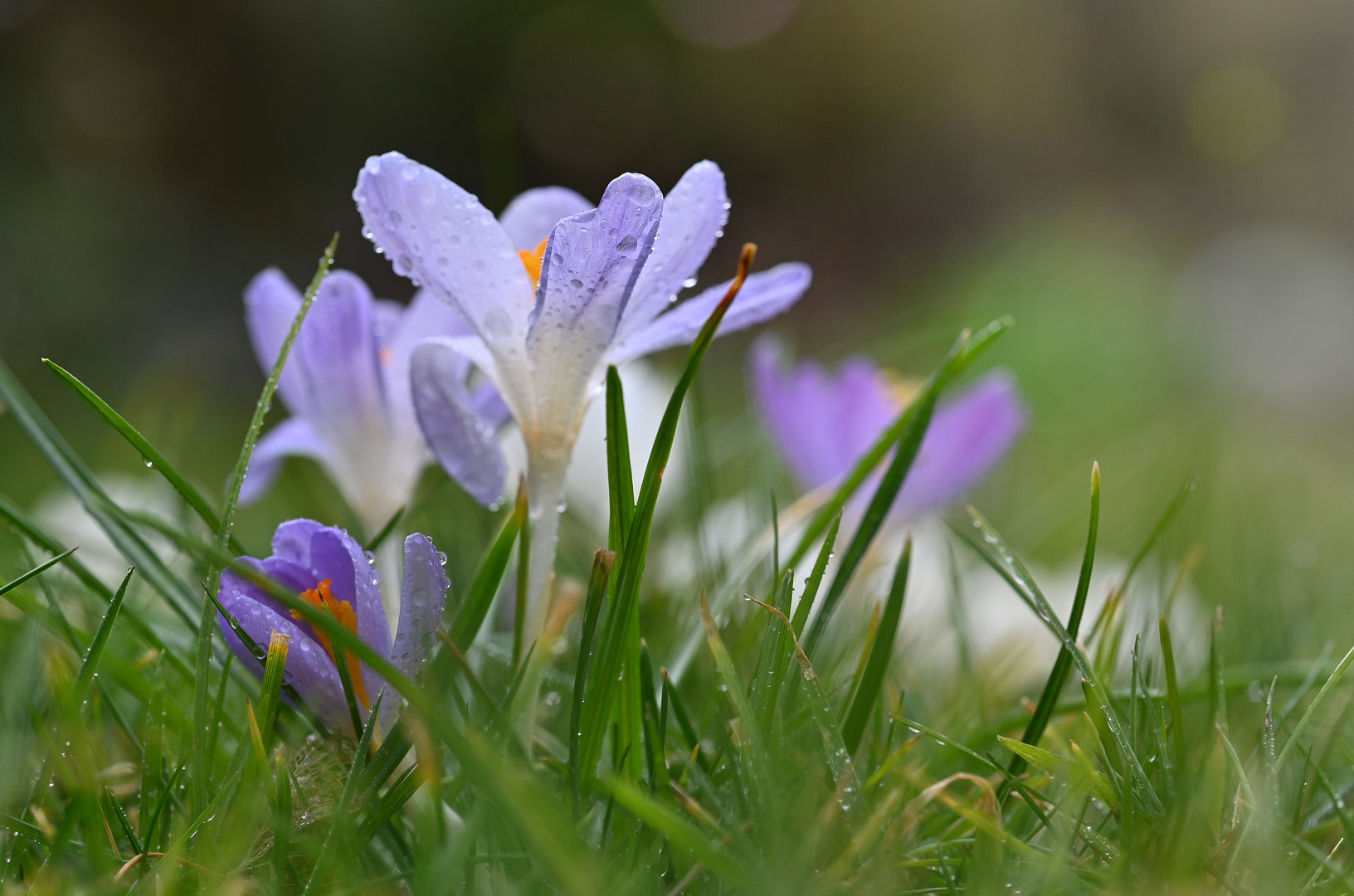 Frühlingserwachen