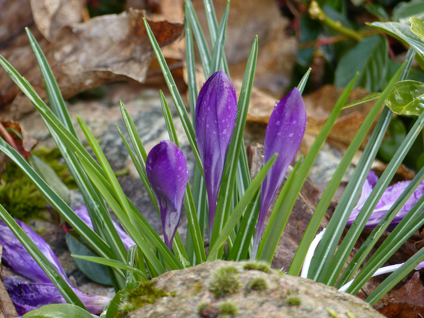 Frühlingserwachen