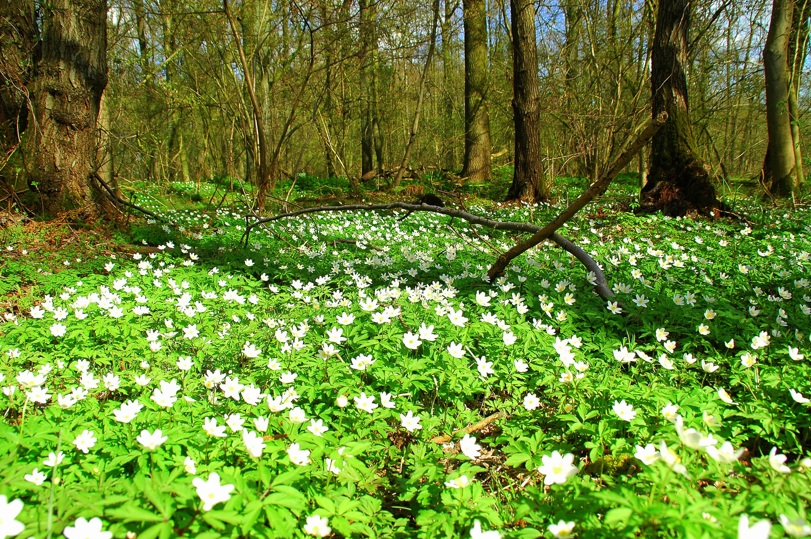 Frühlingserwachen