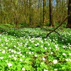 Frühlingserwachen