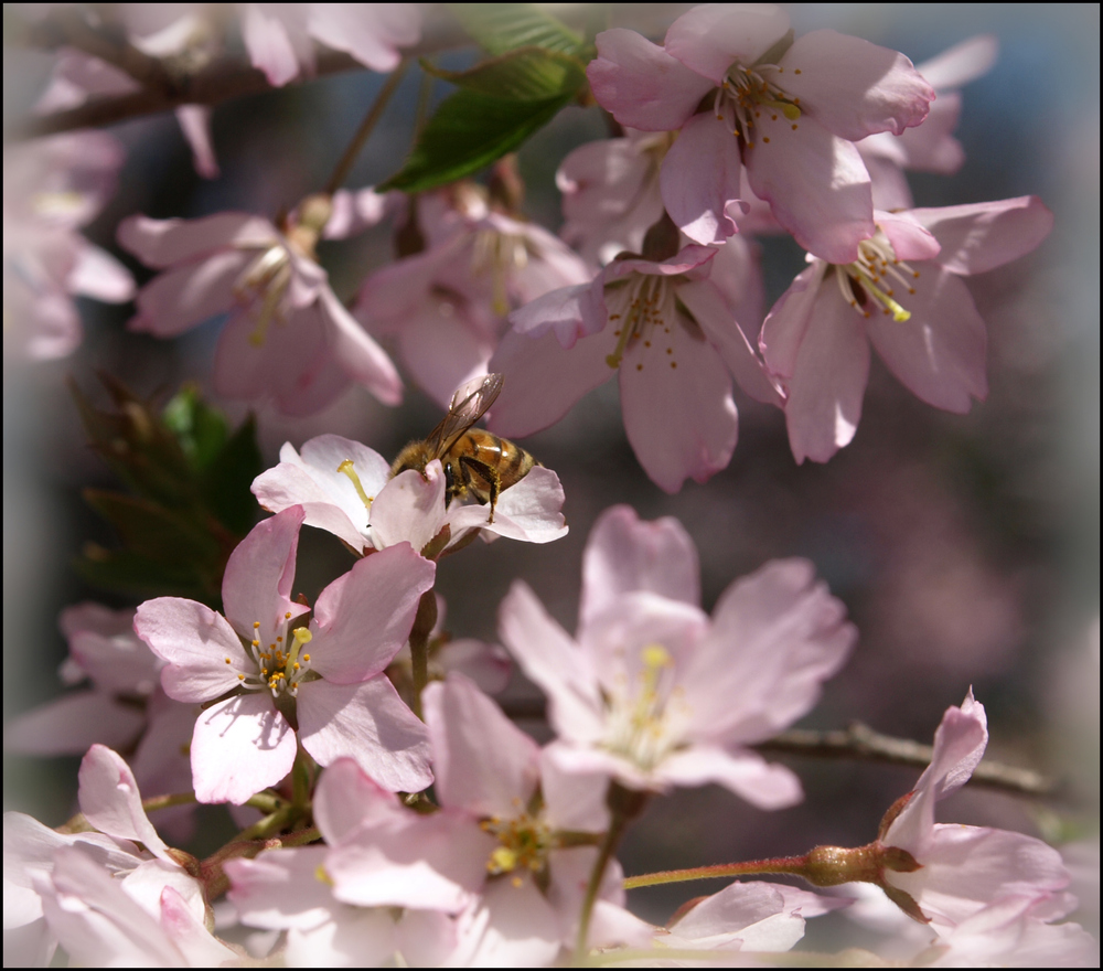 Frühlingserwachen