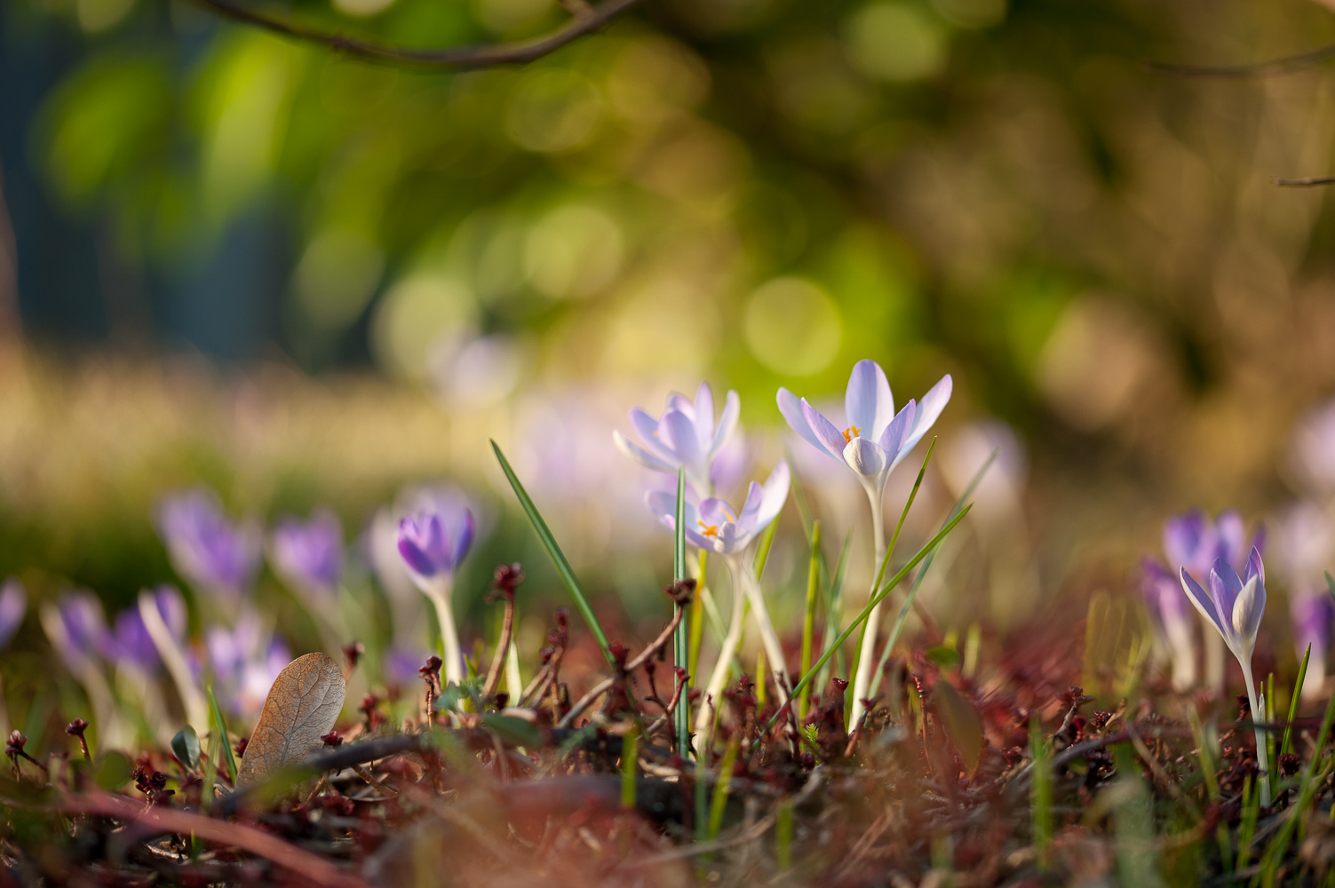 Frühlingserwachen