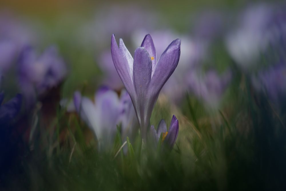 Frühlingserwachen