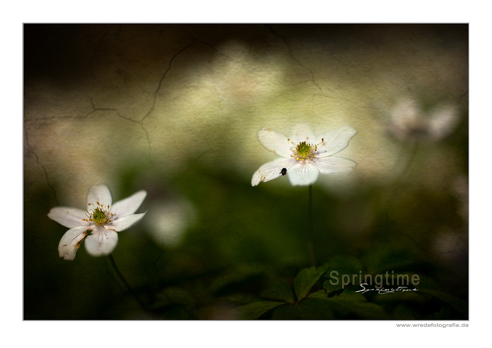 Frühlingserwachen