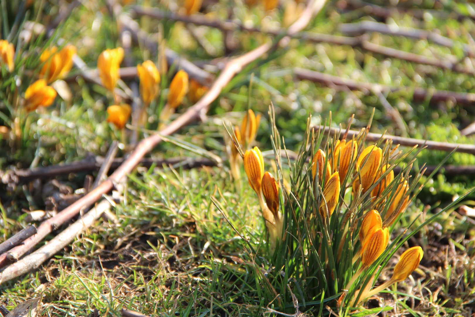 Frühlingserwachen