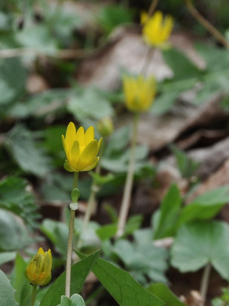 Frühlingserwachen