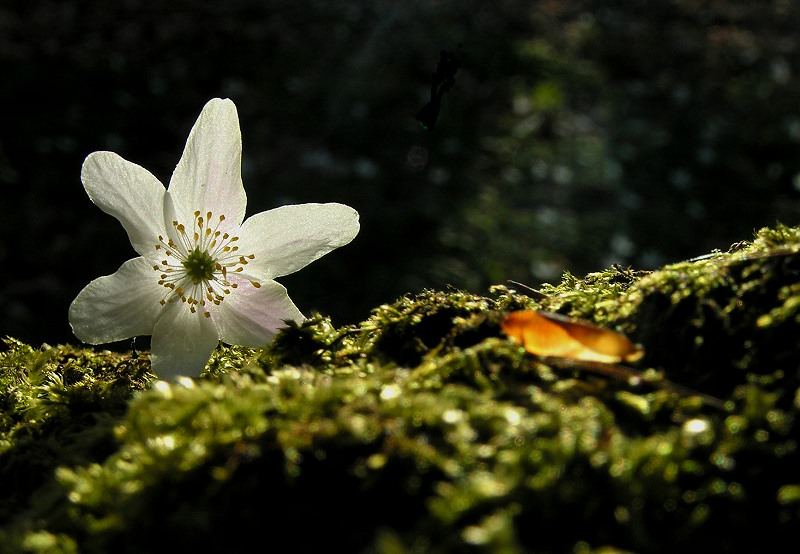 Frühlingserwachen