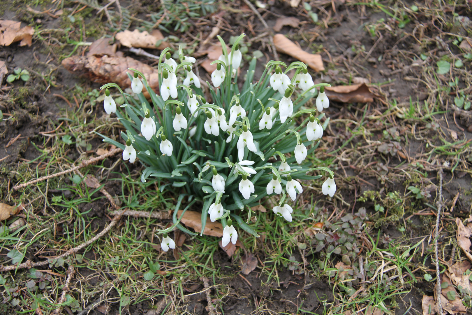 Frühlingserwachen bei den Blumen