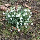 Frühlingserwachen bei den Blumen