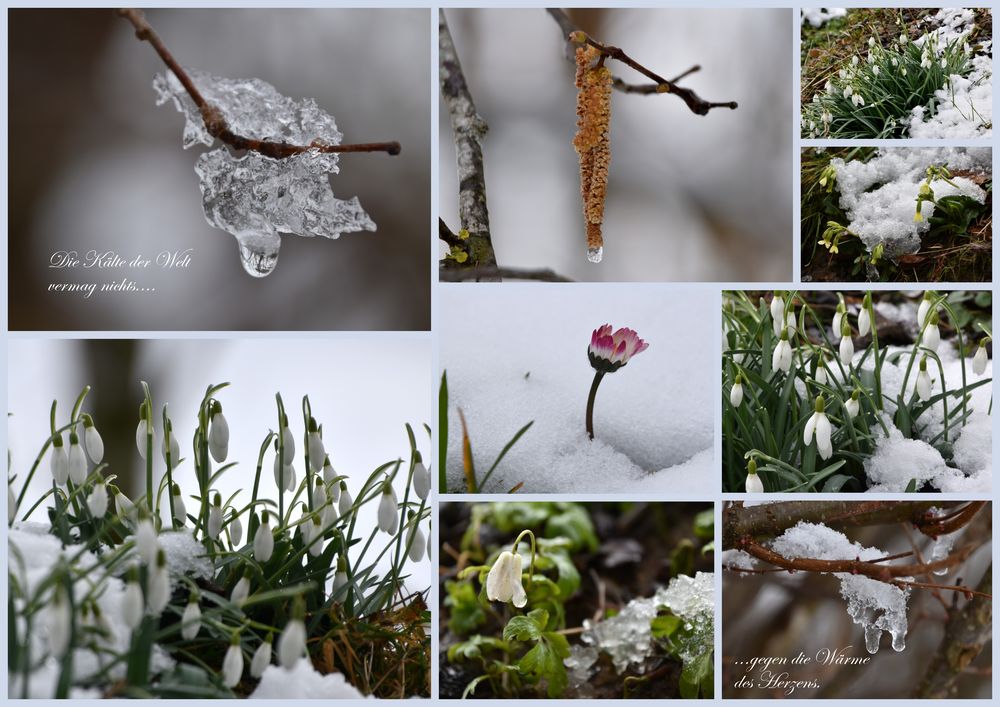 Frühlingserwachen bei Eis und Schnee