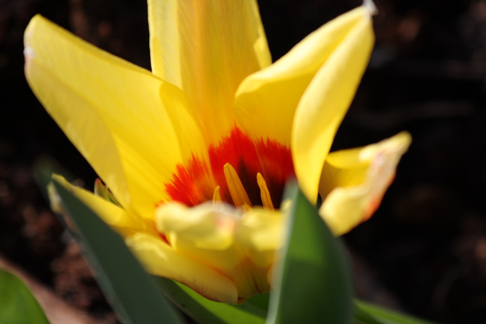 Frühlingserwachen bei uns im kleinen Garten