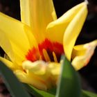 Frühlingserwachen bei uns im kleinen Garten