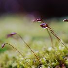 Frühlingserwachen beim Moos