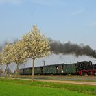 Frühlingserwachen beim Wilden Robert