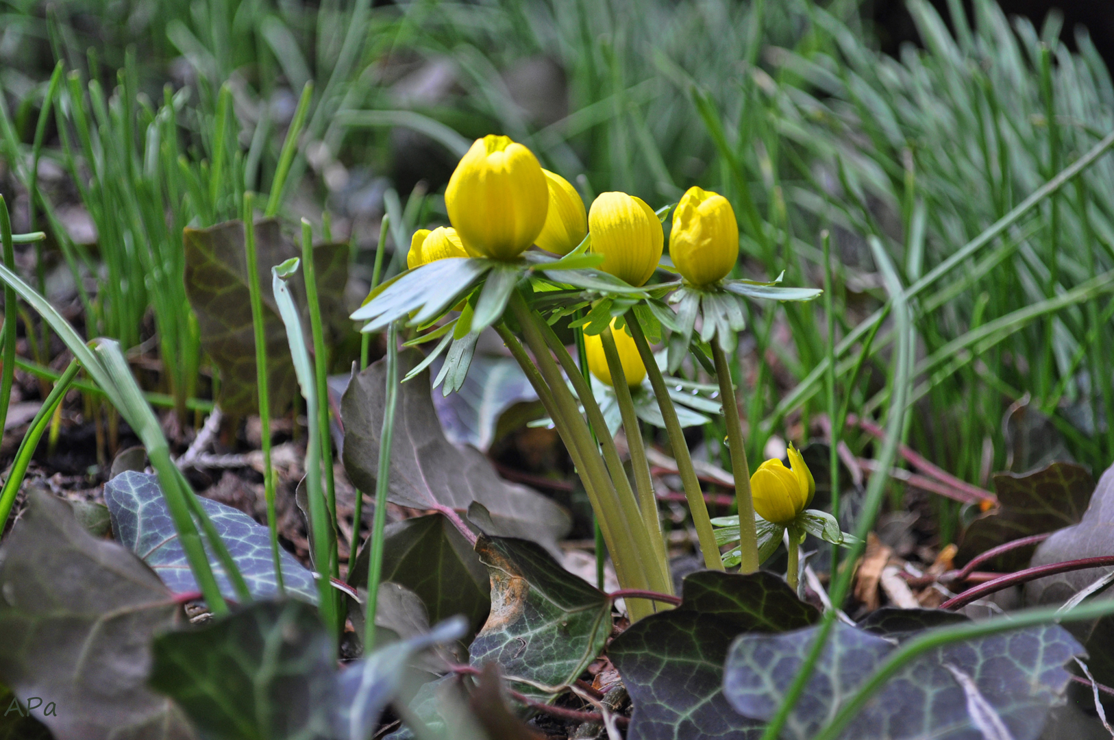 Frühlingserwachen