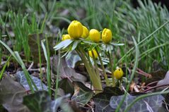 Frühlingserwachen