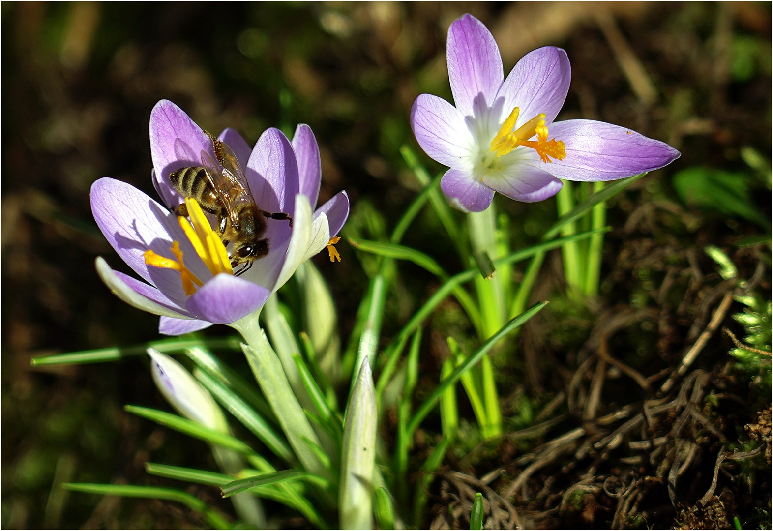 Frühlingserwachen