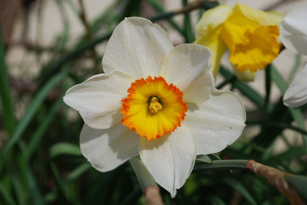 Frühlingserwachen von Christine F.