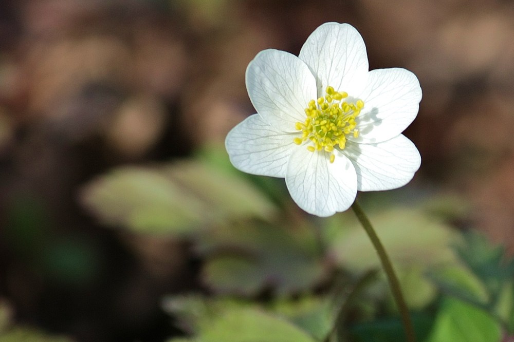 Frühlingserwachen