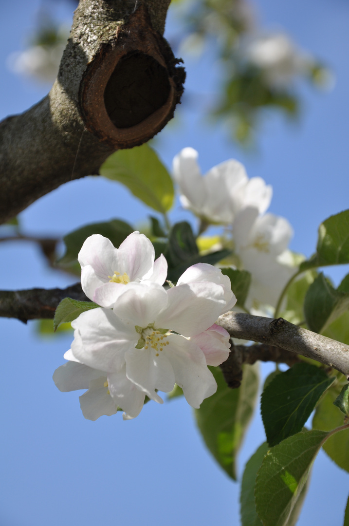 Frühlingserwachen